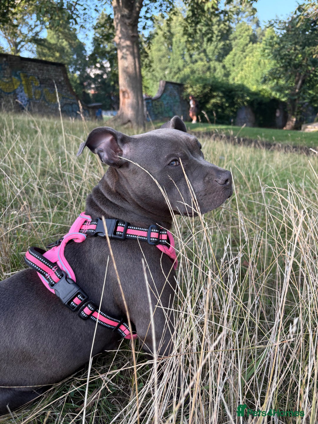 Staffordshire Bull Terrier dogs for sale: Staffy needing home  - Image 4