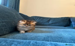 British Longhair cats for sale: Rare Golden Shaded British Longhair Girl Teddy  - Image 18