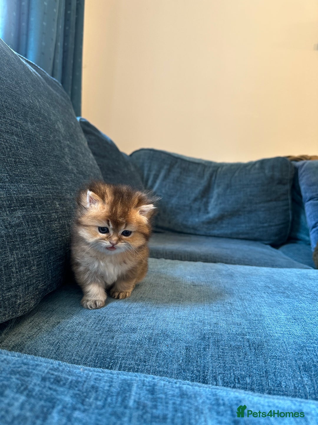 British Longhair cats for sale: Rare Golden Shaded British Longhair Girl Teddy  - Image 18