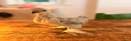 Chickens poultry for sale: Pilkies - Pekin x Silkies 🐥  in Kettering - Advert 9