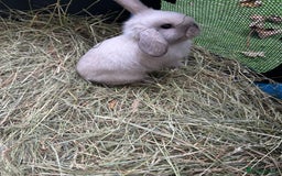 Mini Lop rabbits for sale: 6 pure baby mini lops  - Image 5
