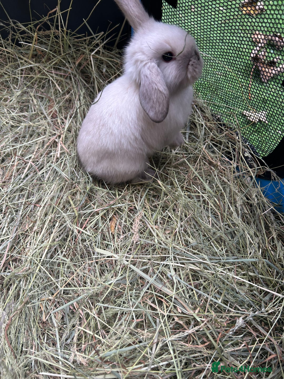 Mini Lop rabbits for sale: 6 pure baby mini lops  - Image 5