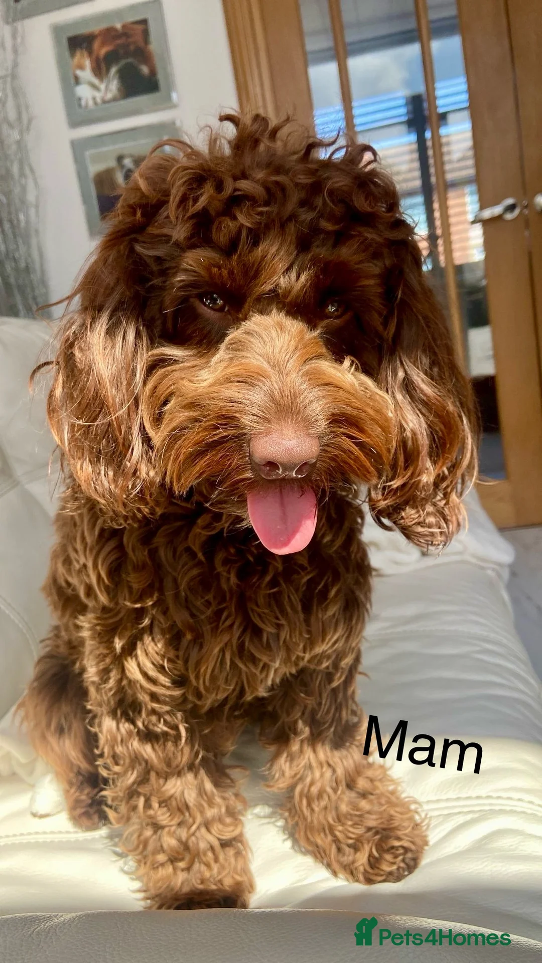Cockapoo dogs for sale: Beautiful miniature cockapoos - Advert 2