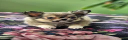 Chihuahua dogs for sale: Amazing Tiny Longcoat Chihuahua Puppies - Advert 14