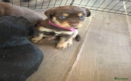 Mixed Breed dogs for sale: Siberian Cocker Puppies  - Image 6