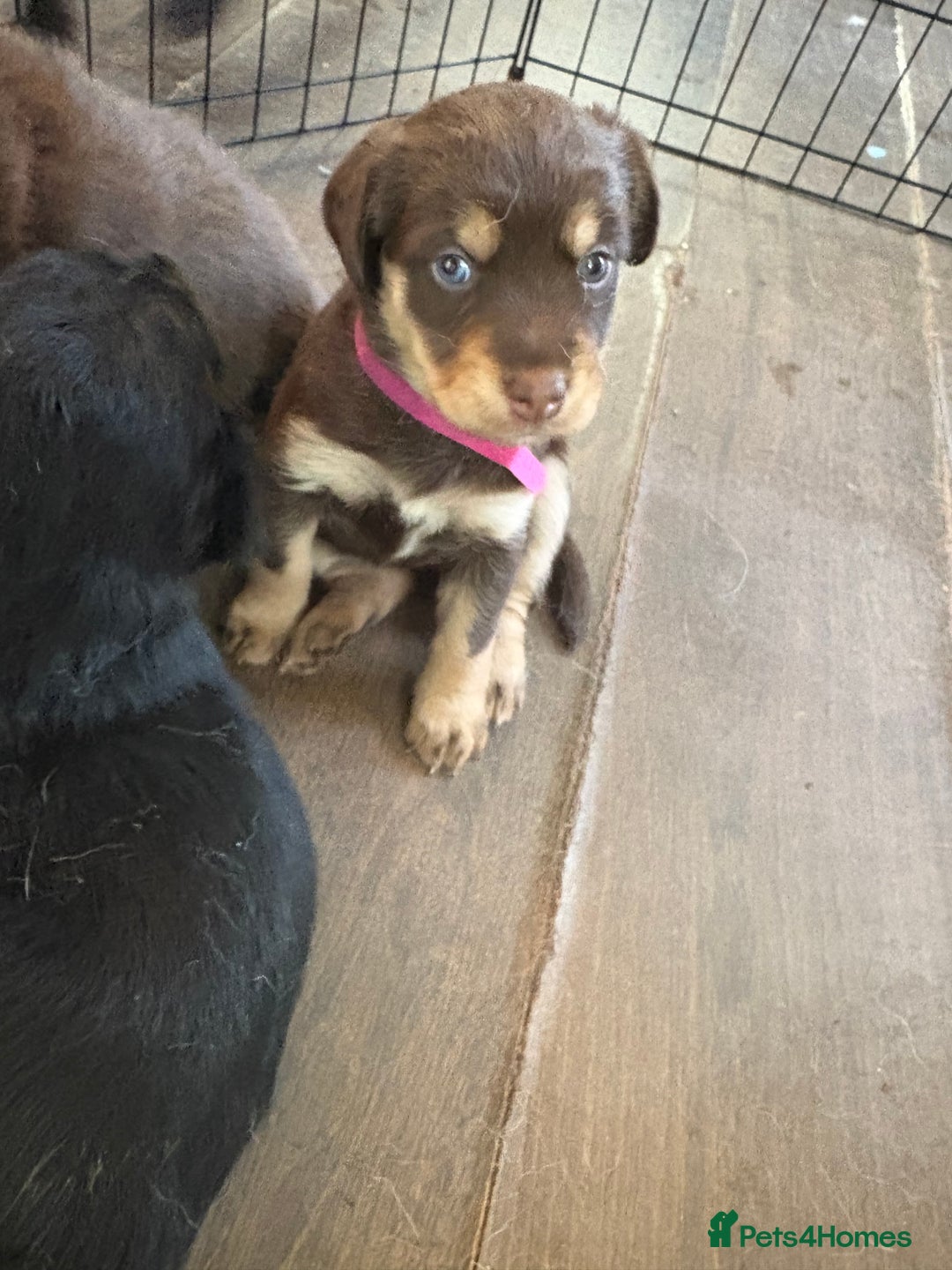 Mixed Breed dogs for sale: Siberian Cocker Puppies  - Image 6
