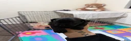 Yorkiepoo dogs for sale: Beautiful Yorkiepoo Puppies   in Oldbury - Advert 7