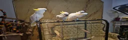 Cockatoo birds for sale: 9-Week-Old Triton Cockatoo Chicks Available - Advert 5