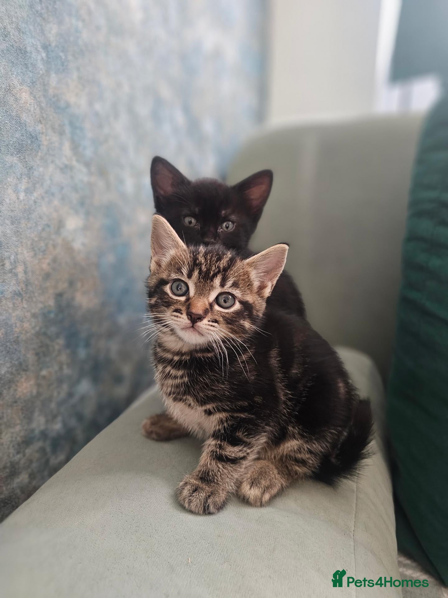 Mixed Breed cats Kittens  - Advert 6