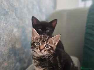 Mixed Breed cats Kittens - Advert 6