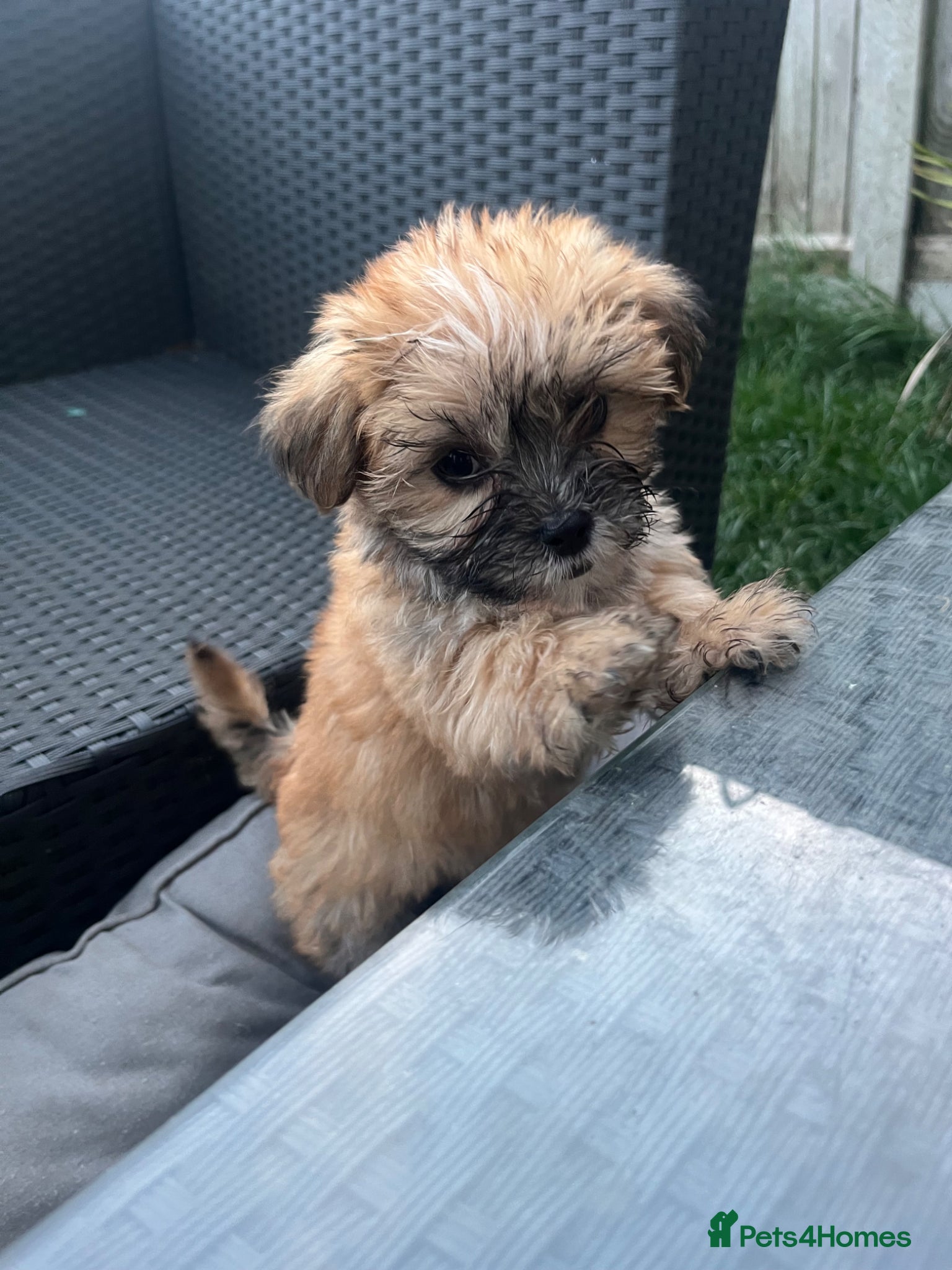 Mixed Breed dogs for sale: READY TO LEAVE Toy Korean morkie puppies  8weeks - Advert 3