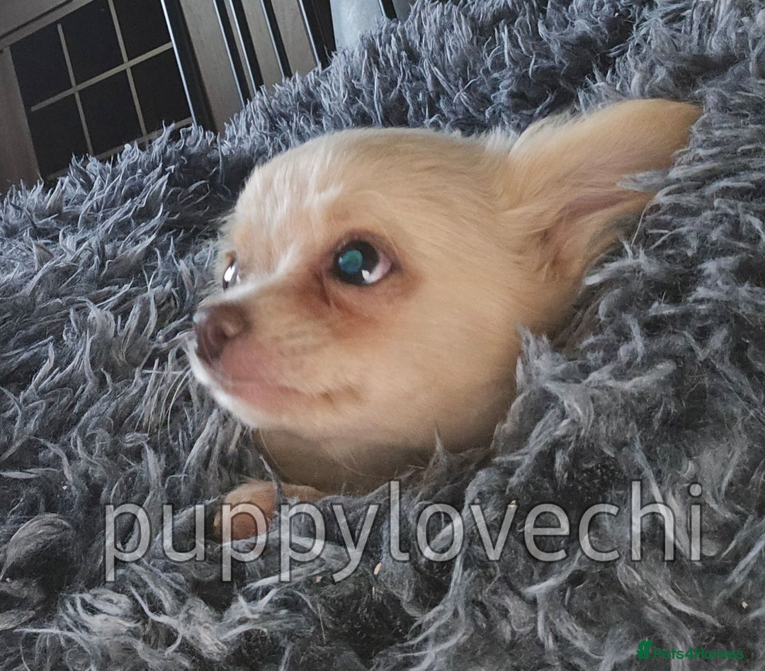 Chihuahua dogs for sale: READY NOW!! Kc Long Coat Chihuahua Boy Top Lines. - Image 5