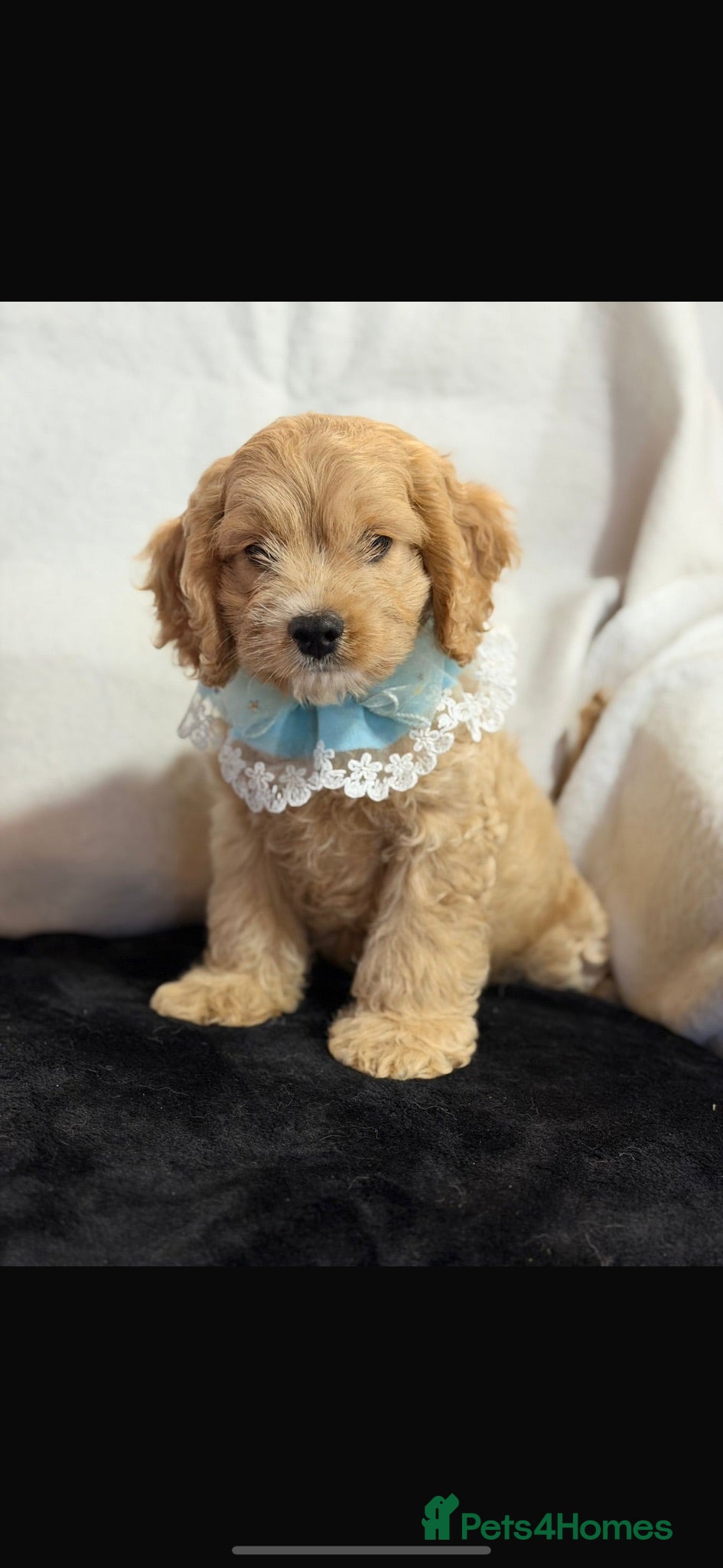 Cockapoo dogs Stunning yankydoodles - Advert 2