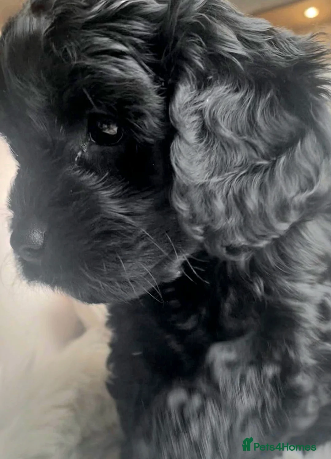 Toy Poodle dogs for stud: Toy poodle stud boy  in Blackburn - Advert 24