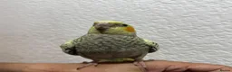 Cockatiels birds for sale: Cockatiel  - Advert 1