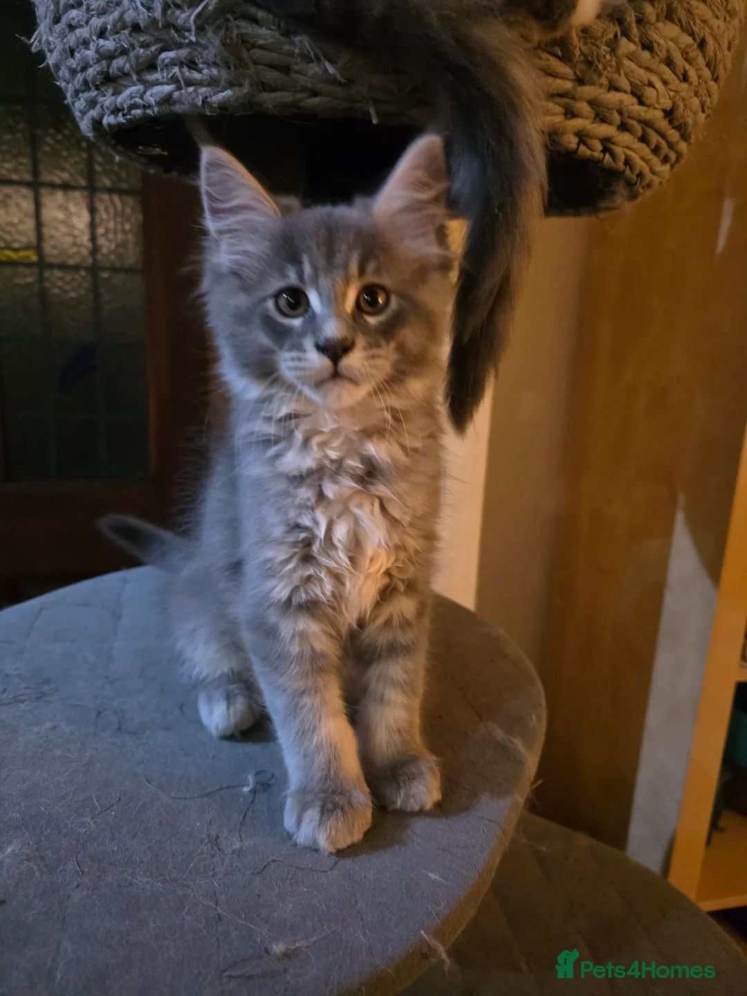 Maine Coon cats for sale: Beautiful Maine Coon Kittens 3 boys/ 2 girl  - Advert 11