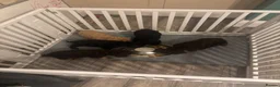 Cockapoo dogs for sale: 2 Stunning F1 Female Cockapoo Puppies Ready Now - Advert 2