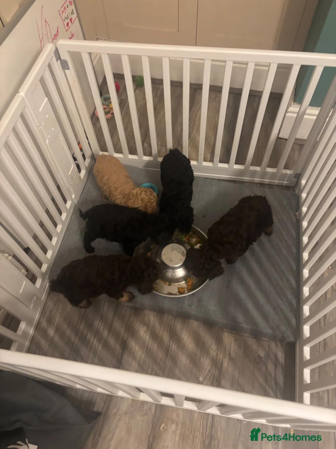 Cockapoo dogs for sale: 2 Stunning F1 Female Cockapoo Puppies Ready Now - Advert 2