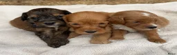 Cockapoo dogs for sale: Unique Coloured F1 Cockapoo Puppies KC Parents - Advert 14
