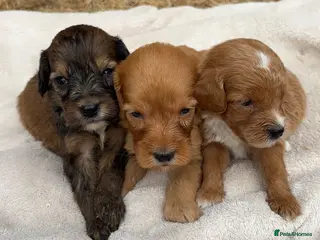 Cockapoo dogs F1 Cockapoo Puppies KC Parents DNA Tested Dad - Advert 5
