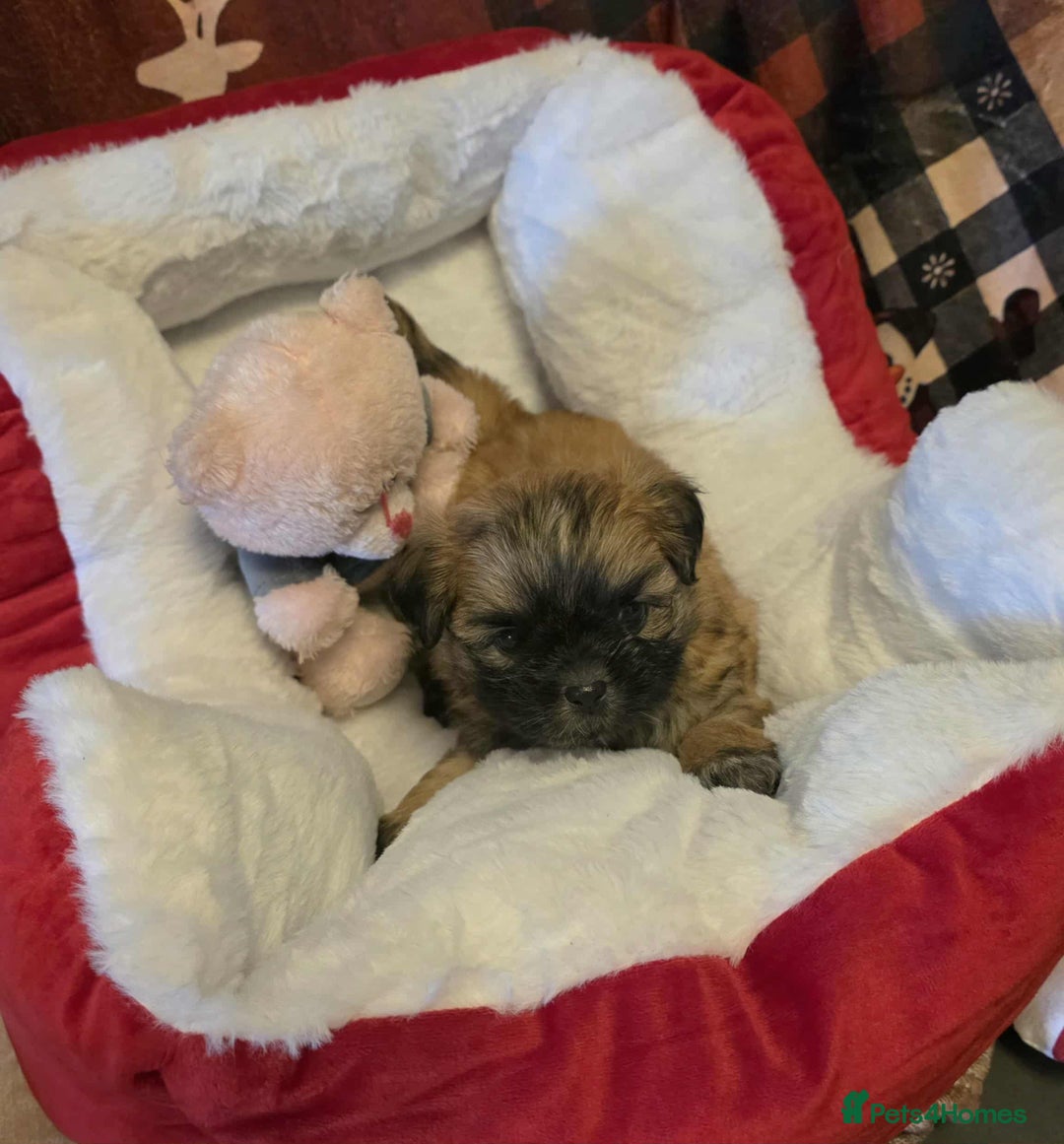 Mixed Breed dogs for sale: Beautiful puppies  - Advert 2