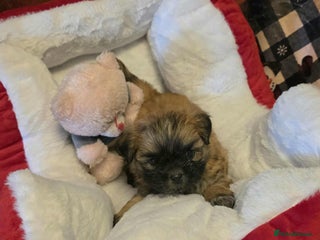 Mixed Breed dogs Beautiful puppies - Advert 2