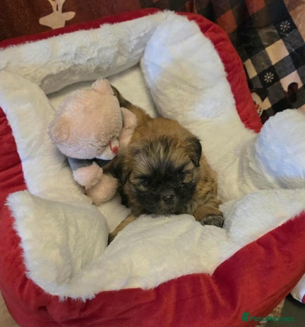 Mixed Breed dogs - Advert 1