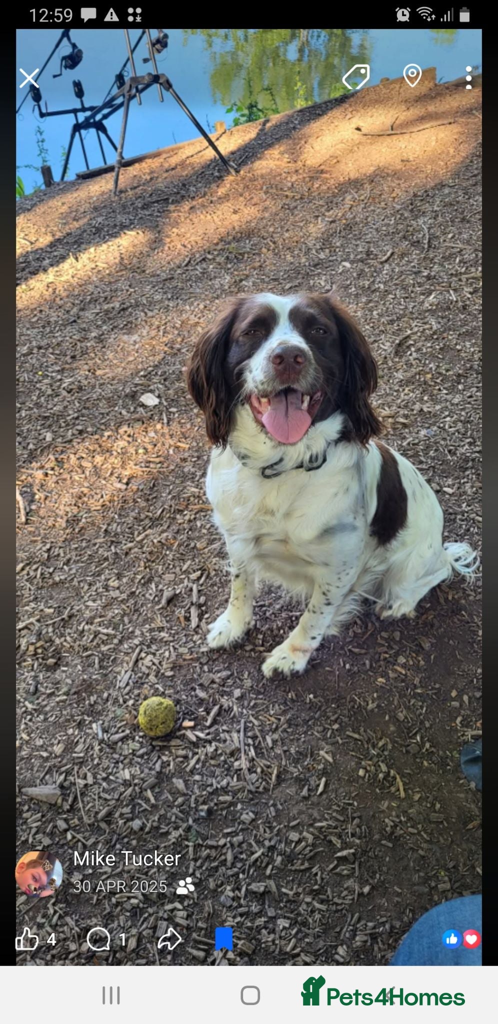 English Springer Spaniel dogs 2 kc registered boy dogs  - Advert 15