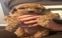 Cavapoo dogs for sale: Cavapoo puppies for sale - Image 9