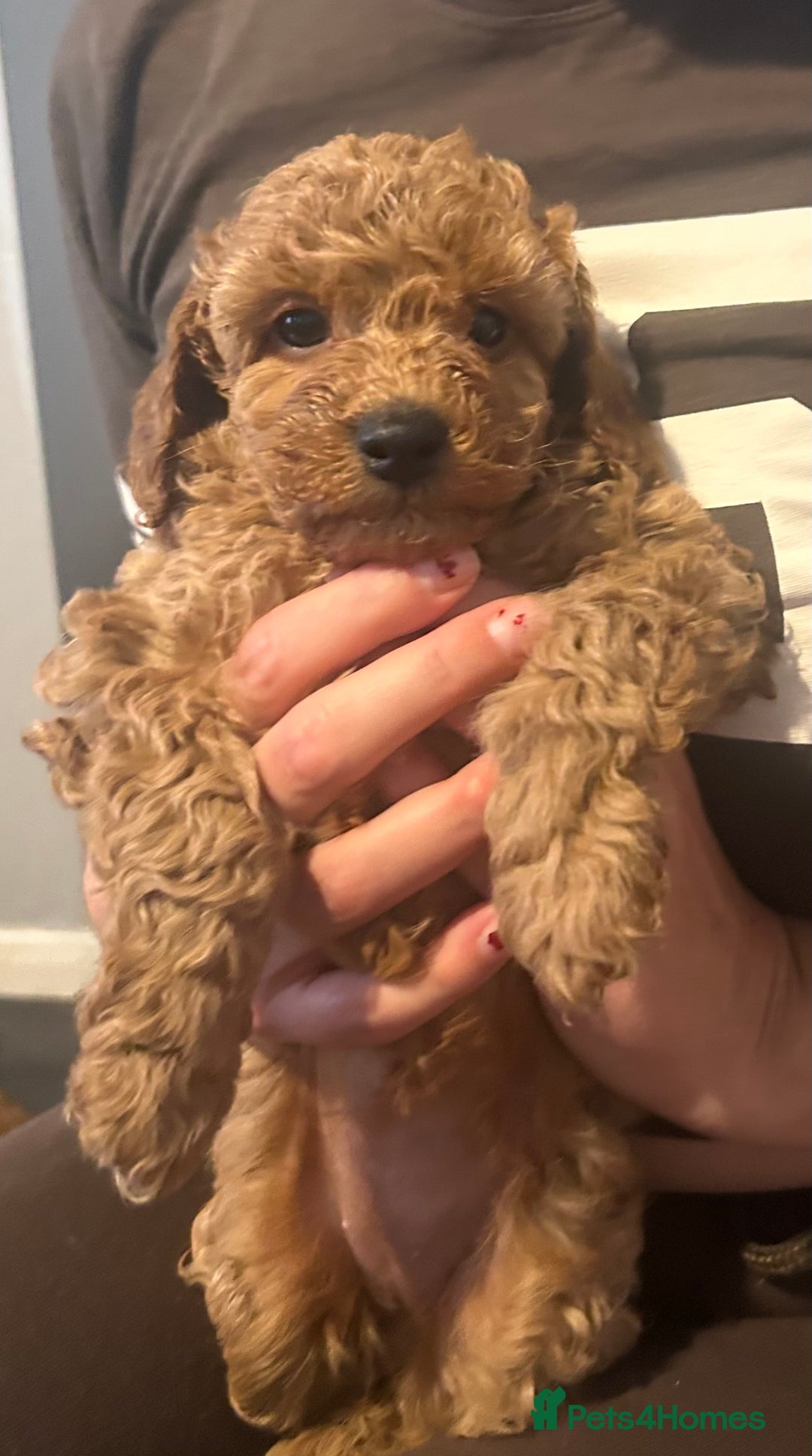 Cavapoo dogs for sale: Cavapoo puppies for sale - Image 9