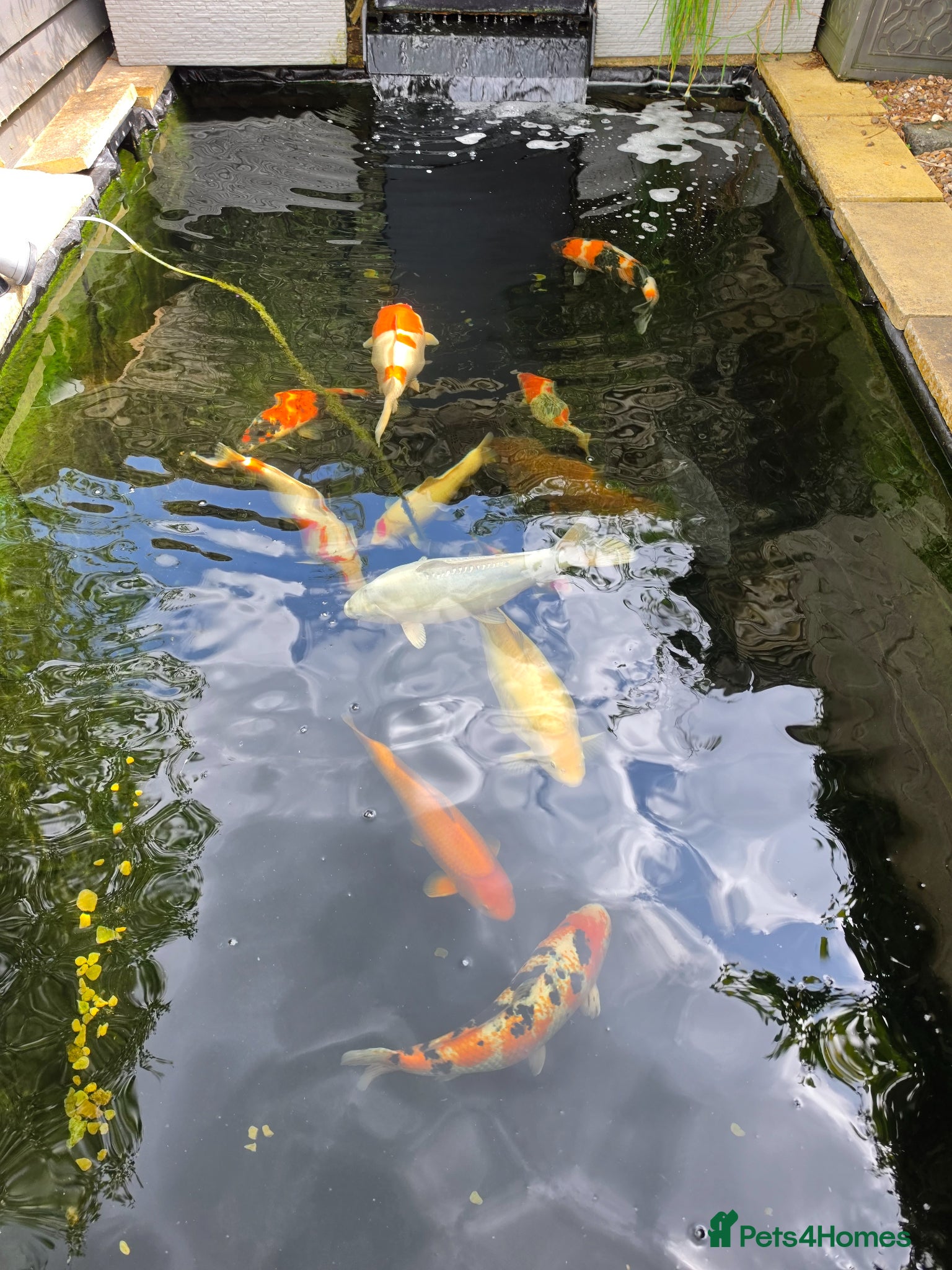 Koi Carp fish Various koi - Advert 4