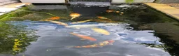 Koi Carp fish for sale: Various koi in Radstock - Advert 1