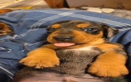Miniature Dachshund dogs for sale: Stunning Silver dapple miniature boy - Image 11