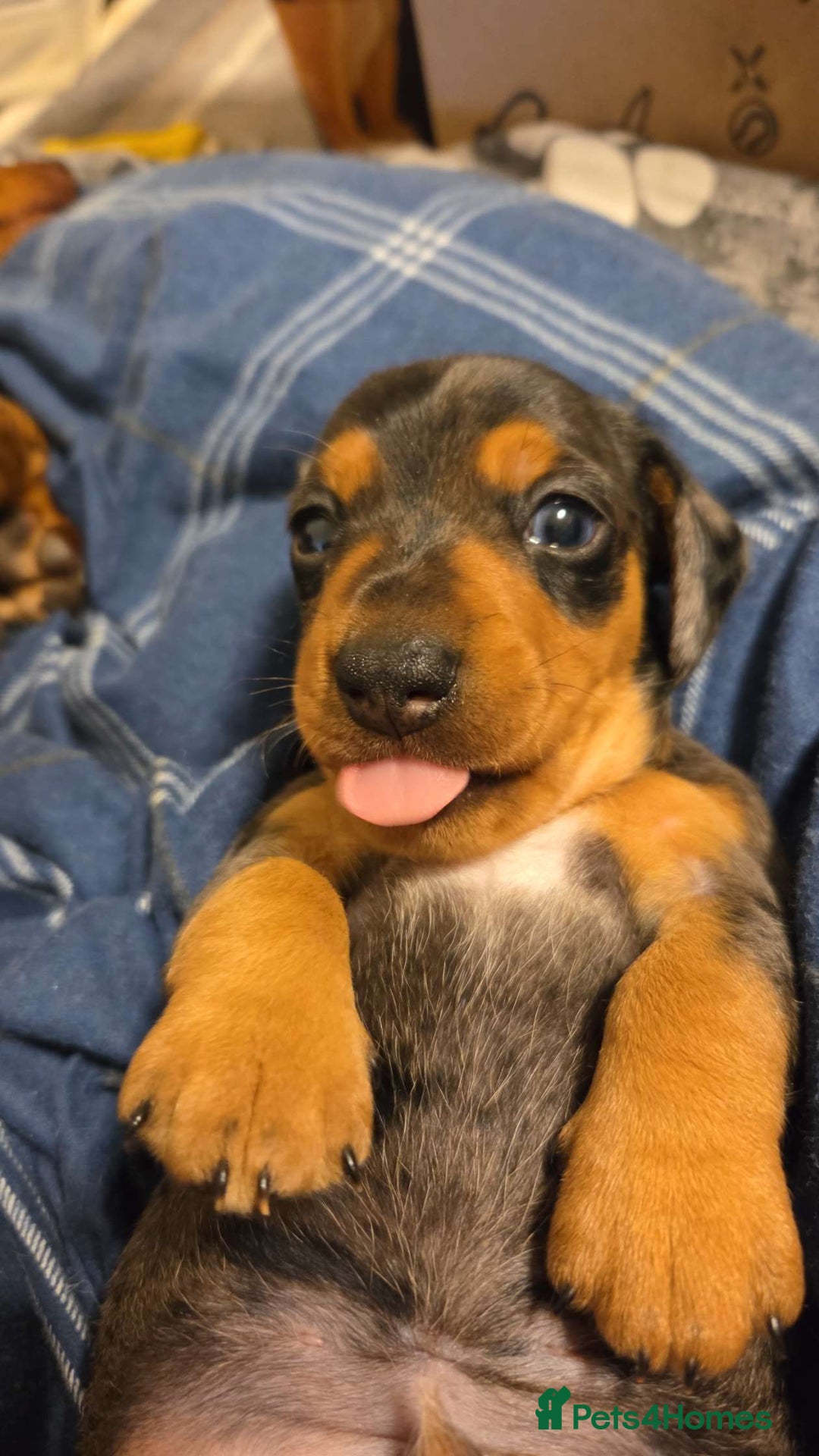 Miniature Dachshund dogs for sale: Stunning Silver dapple miniature boy - Image 11