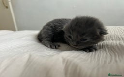 British Longhair cats for sale: Beautiful British long hair kittens.  - Image 4