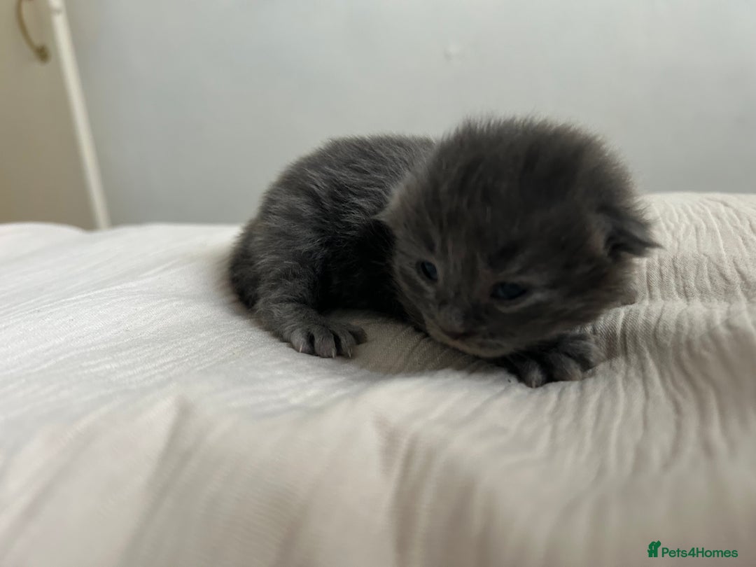 British Longhair cats for sale: Beautiful British long hair kittens.  - Image 4