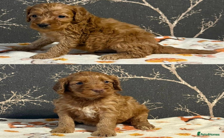 Cockapoo dogs - Advert 2