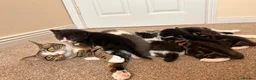 Mixed Breed cats for sale: Half Scottish adorable cuties 🩷🩵 - Advert 5