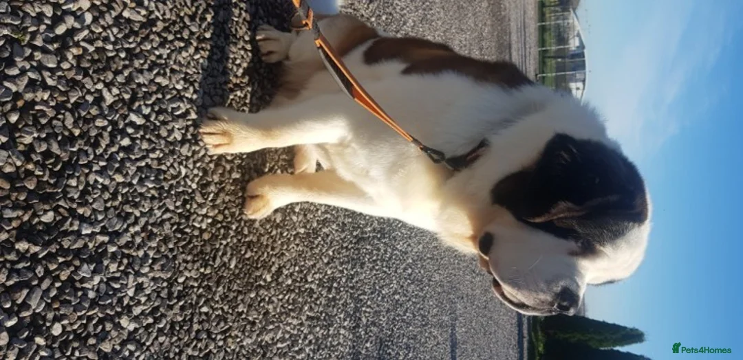 Saint Bernard dogs for stud: Imported KC 6 year old Saint bernard for stud duty in Barry - Advert 6