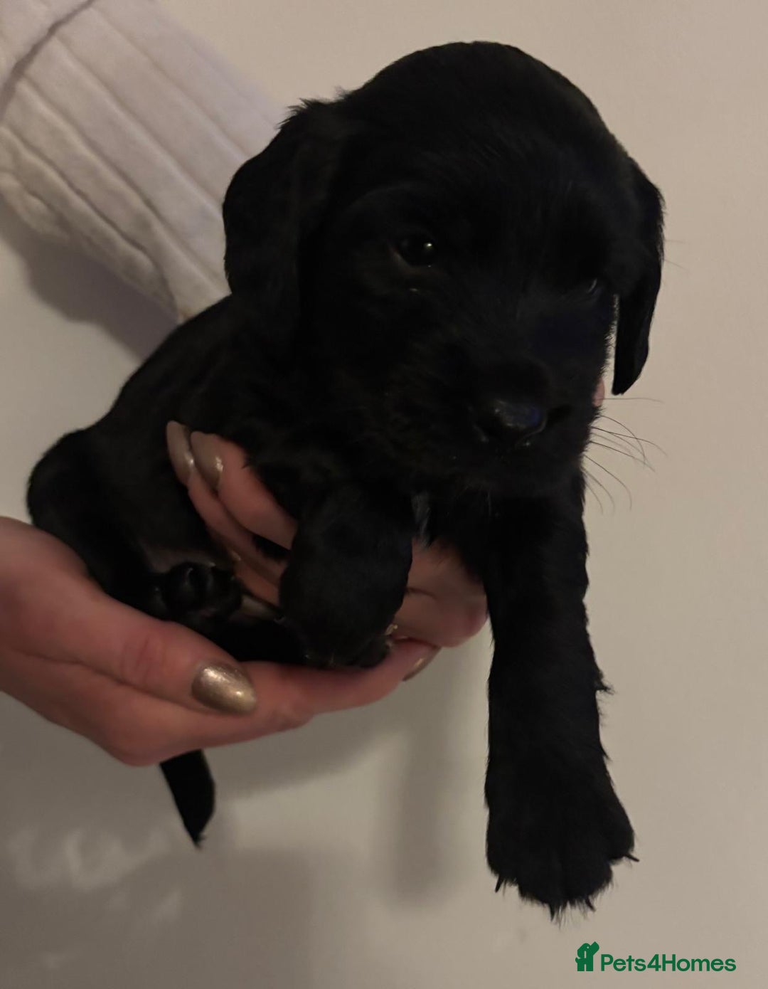 Mixed Breed dogs for sale: Beautiful Labradoodle x Cocker Spaniel Puppies - Advert 15