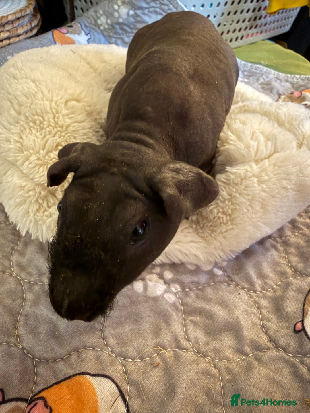 Guinea Pig rodents for sale: Two male skinny pigs best friends.  - Advert 4