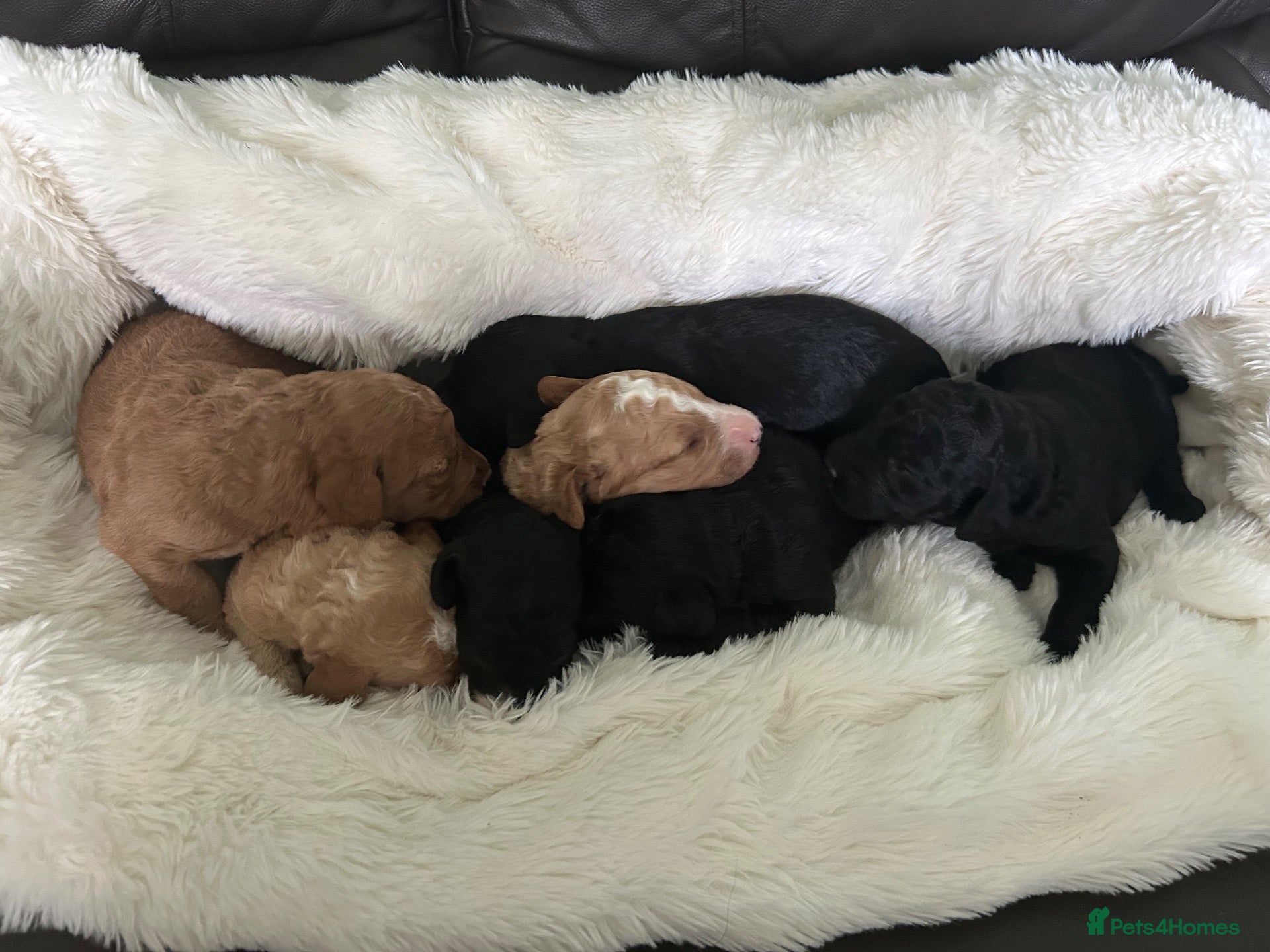 Labradoodle dogs Beautiful F1B Miniature Labradoodles - Advert 3