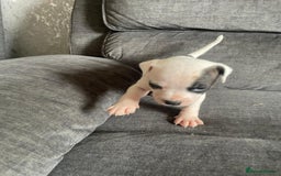 Staffordshire Bull Terrier dogs for sale: Beautiful staff pups for sale - Image 8