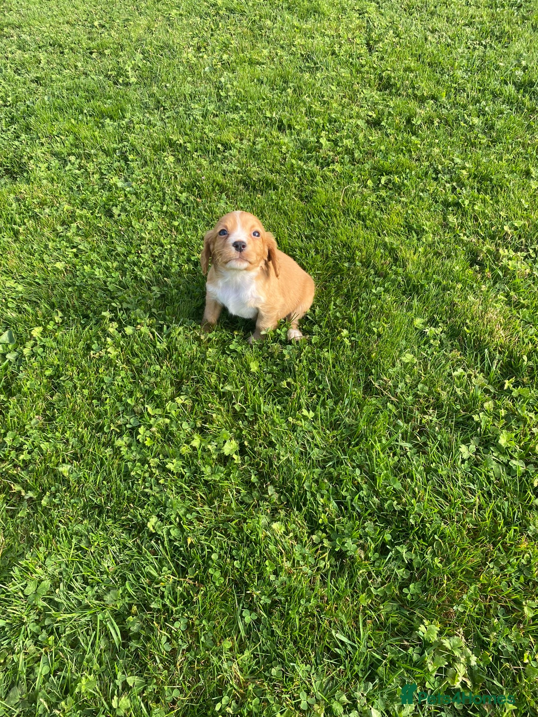 Cocker Spaniel dogs for sale: Cocker spaniel - Image 12