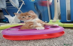 Norwegian Forest Cat cats for sale: Norwegian forest x in Basingstoke - Image 28