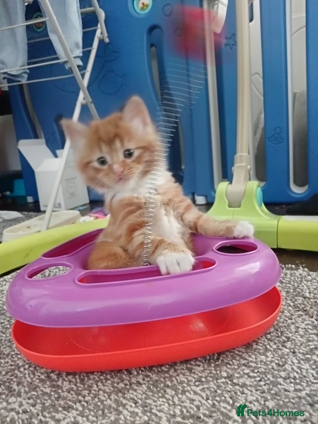 Norwegian Forest Cat cats for sale: Norwegian forest x in Basingstoke - Image 28