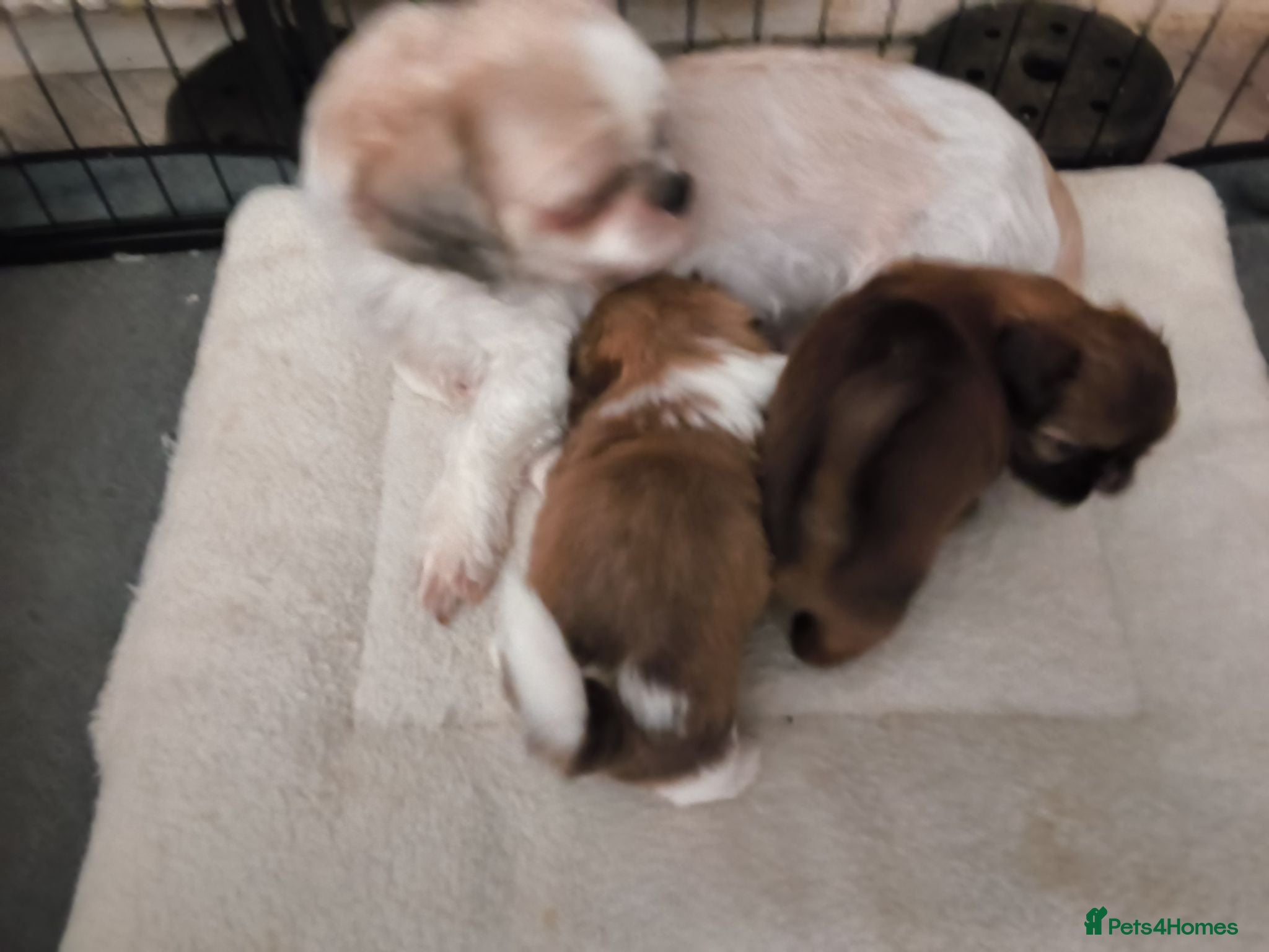 Shih Tzu dogs Quality Half Imperial Shihtzus. - Advert 2