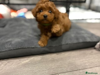 Cavapoo dogs - Advert 20
