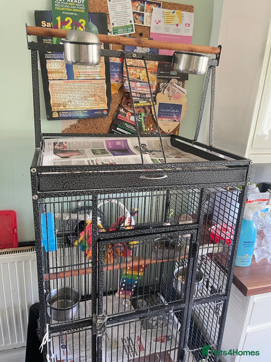Parrots birds for sale: Congo African Grey Parrot  - Image 8