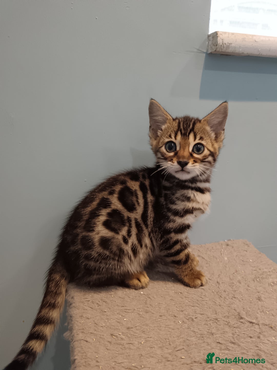 Bengal cats for sale: Tica RG F5 pure bengals - Image 14